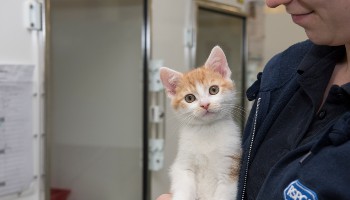 Adoptober RSPCA cat at animal centre