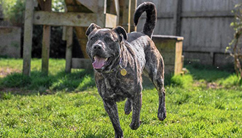 RSPCA Adoptober
