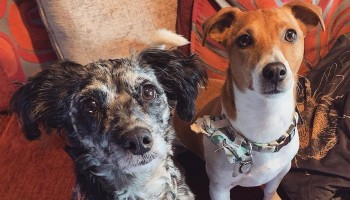 ariellefoxrescuedogs