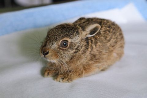 It's Baby Rabbit Season, Wildlife Experts Say 'Check Your Backyard