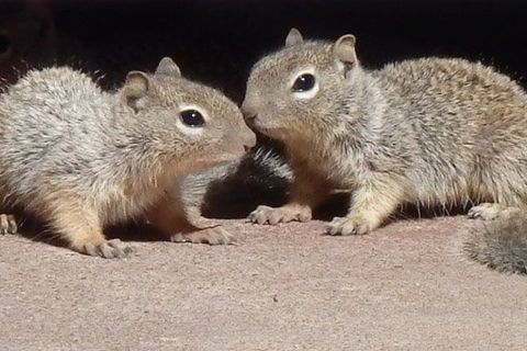 Help Me Please! Donate Now! - Happy Squirrel