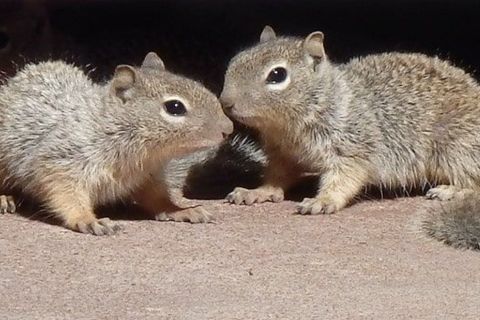 Help Me Please! Donate Now! - Happy Squirrel