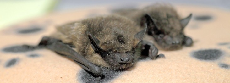 bat