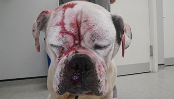 beaten dog rspca rescue