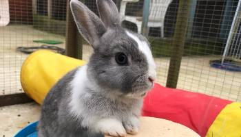 betty rspca