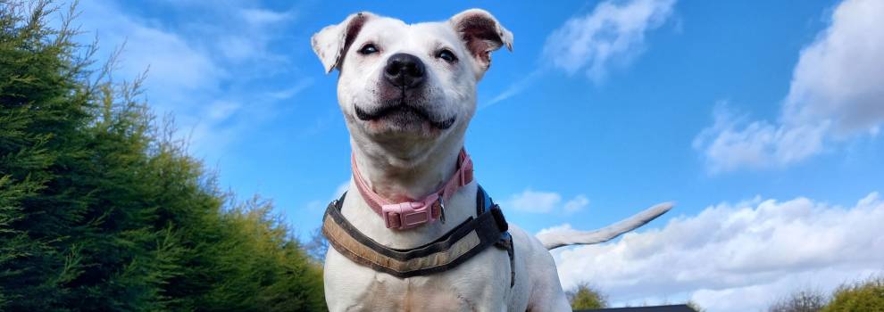 rspca rescue dog - rehoming blog