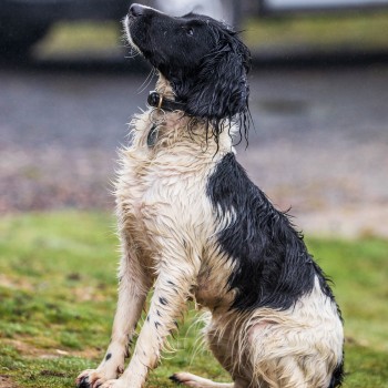 a rescued black and white sprocker turned police dog outdoors © RSPCA