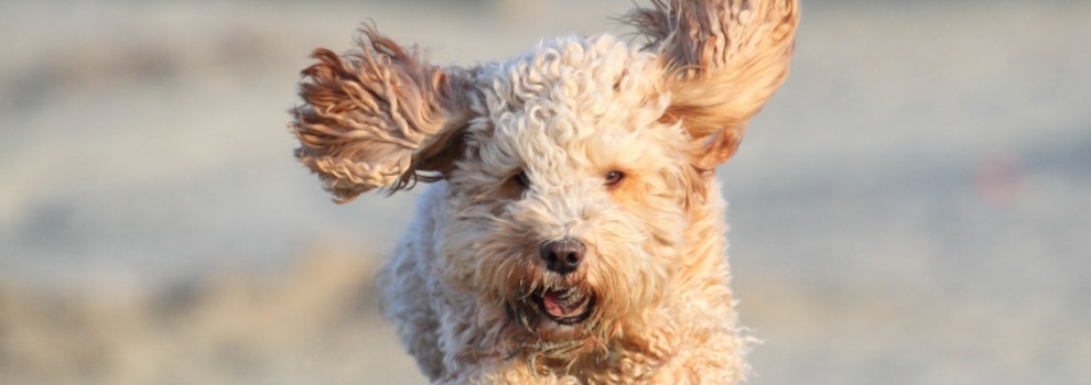 dog on beach rspca