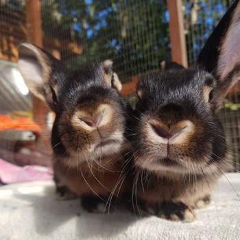 RSPCA charity raffle | RSPCA