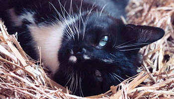 cat