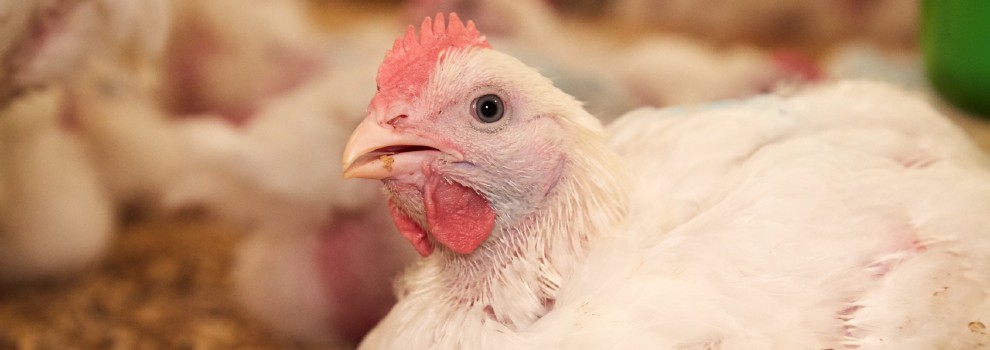 rspca chicken
