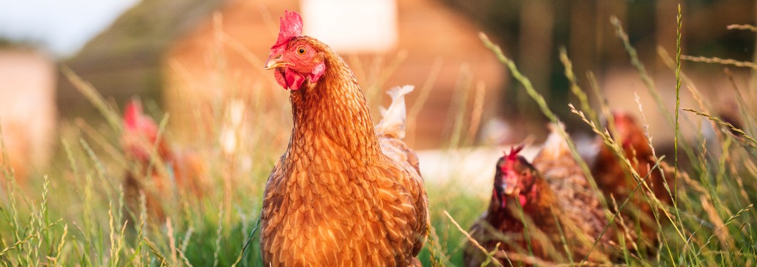 rspca chickens