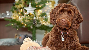 christmas pup by tree rspca