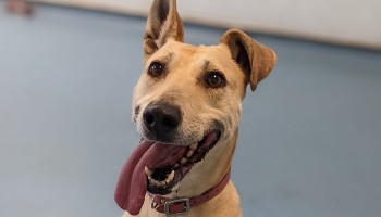 Clover RSPCA