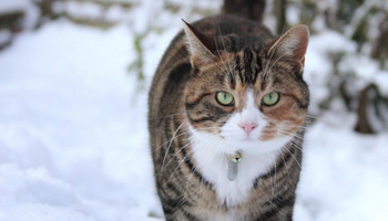 tabby white cat wearing yellow rain coat outdoors in bad weather