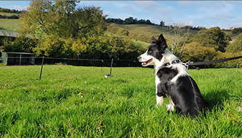 Collie after being in our care and with new owner © RSPCA