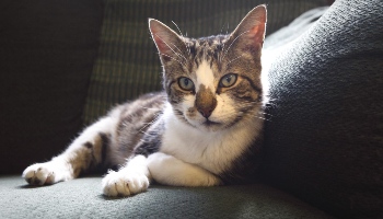 Coronavirus and cats © RSPCA