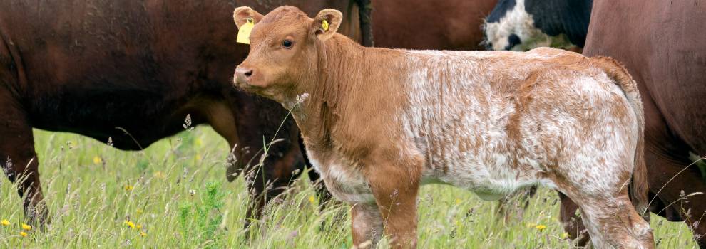 cow rspca