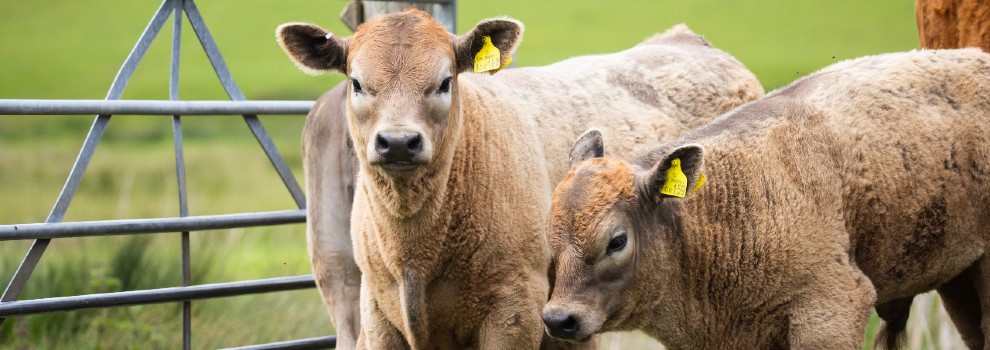 Why COP26 must address animal issues - RSPCA Why COP26 must address animal issues - RSPCA