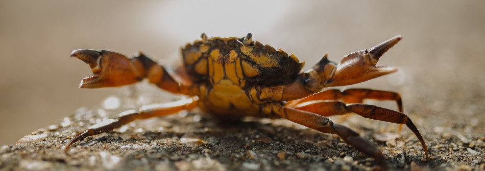 crab rspca