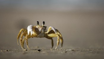 Crab © Felipe Portella (Unsplash)