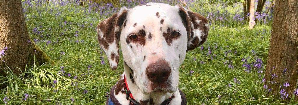 blog-dotty-for-Dalmatians