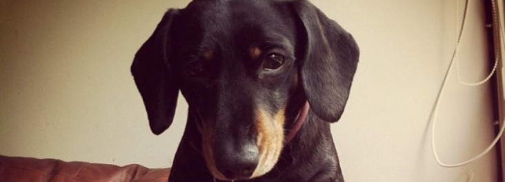 toys for blind dogs uk