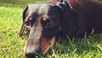 toys for blind dogs uk