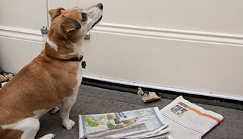 dog rspca coronavirus
