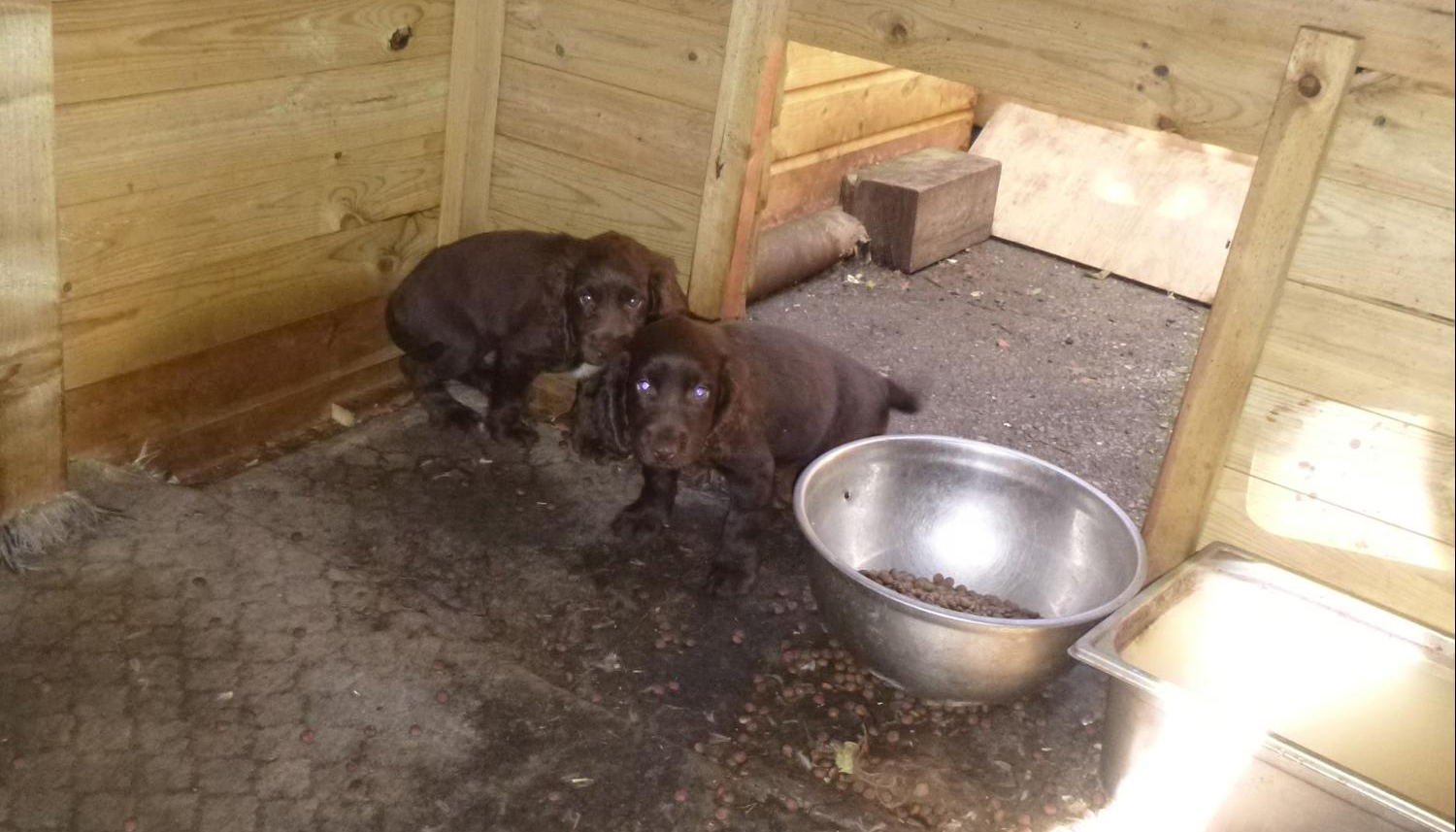 dog fighting rspca