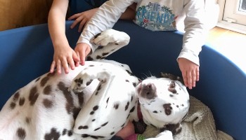 blog-dotty-for-dalmatians