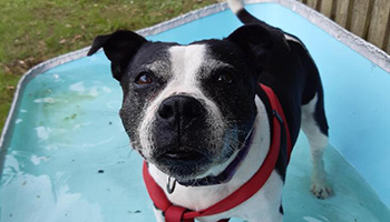 dog rspca