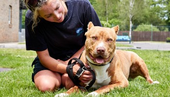 American bulldog lying down outside with rspca animal care assistant © RSPCA