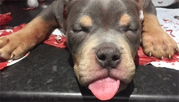 ear crop pup rspca little mix geordie shore