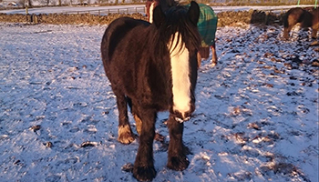elsa