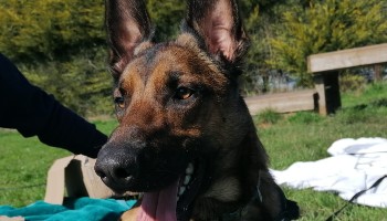 These pups are looking for their forever home! They love belly