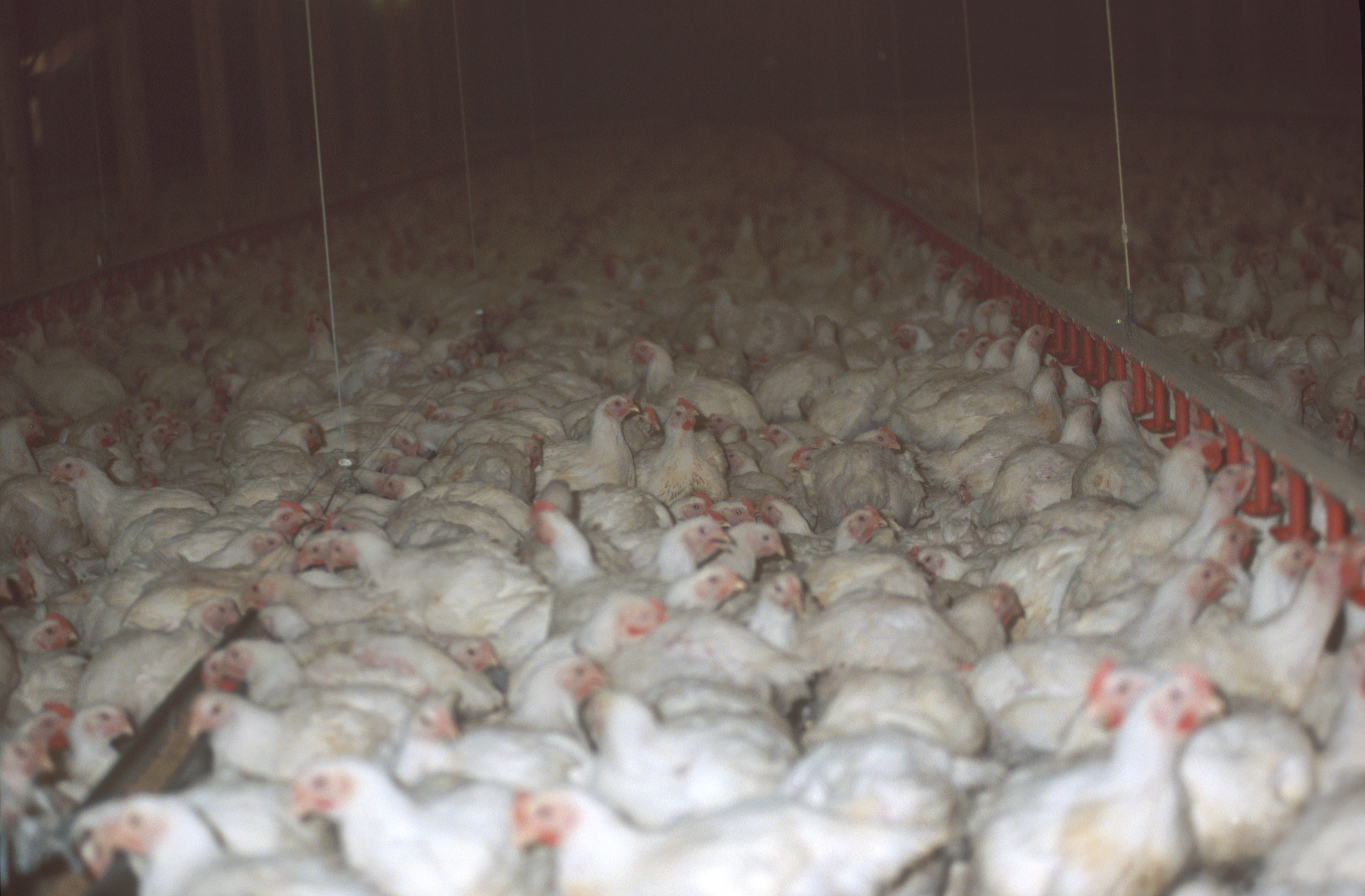 fast growing broiler chickens crammed in large shed © RSPCA