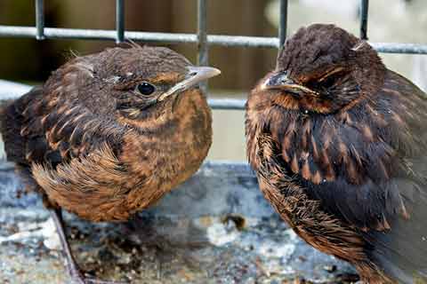 I'm seeing fewer birds in my yard. Is something affecting their