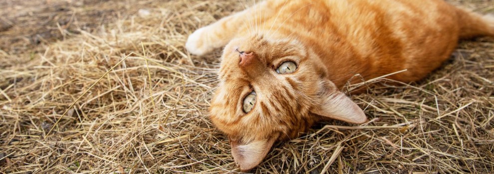 farm cat rspca