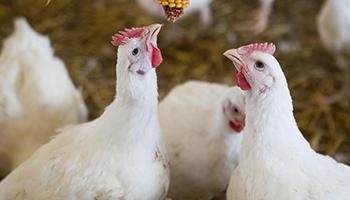 Hens pecking at a cob of corn