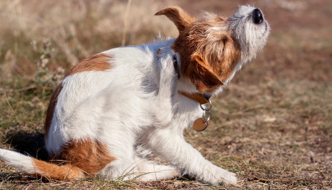 rspca dog with fleas