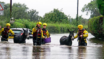 flood with animal rescue
