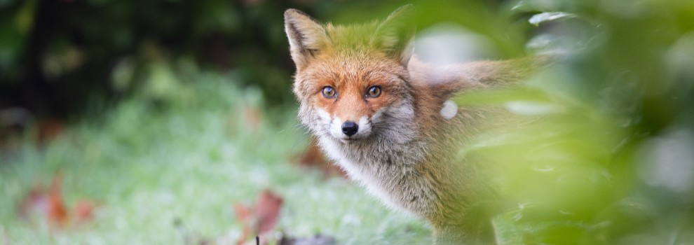 Animals you can no longer see | RSPCA Animals you can no longer see | RSPCA