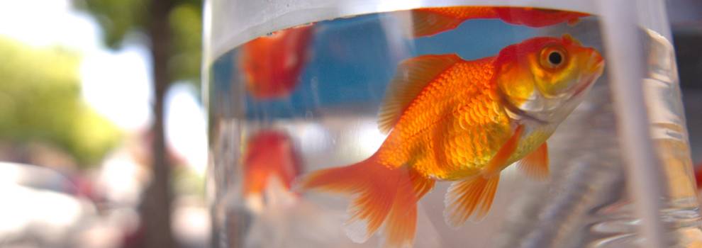 Goldfish RSPCA