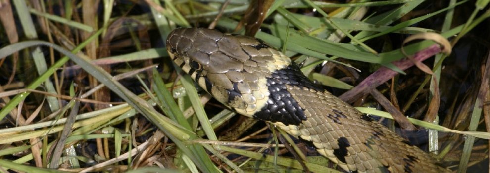 Grass snake © RSPCA