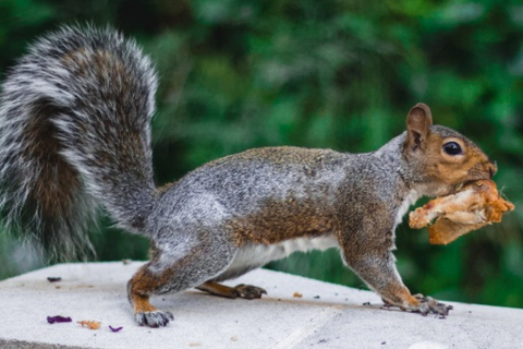 gray squirrel breeding