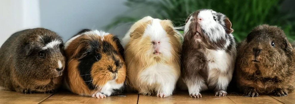 guinea pigs rspca rescue animals