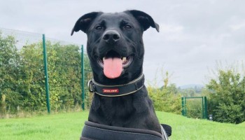 Hades RSPCA