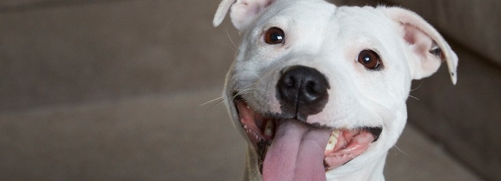 happy_news_animals_rspca