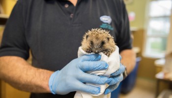 hedgehog